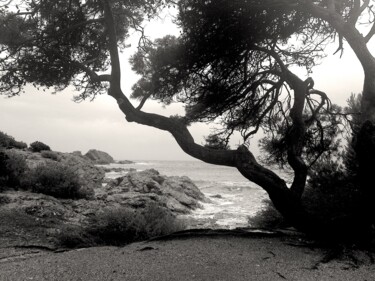 Île du Gaou, arbre face à la mer